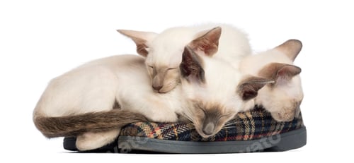 Preview: Three Oriental Shorthair kittens, 9 weeks old, lying and sleeping