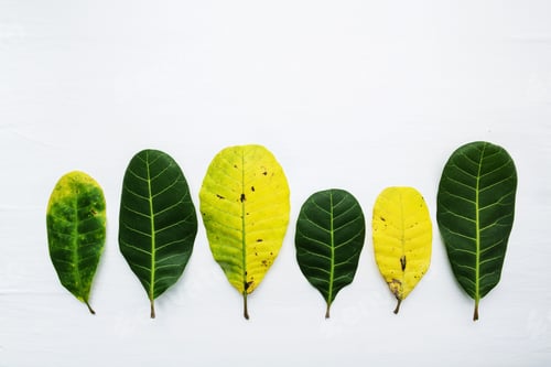 Preview: Green and yellow leaves of Cashew on white background. With copy space. isolate