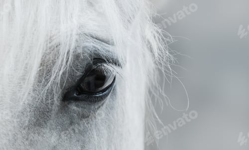 Preview: Eye of horse