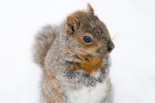 Preview: Squirrel in the Snow, Angrignon park, Montreal, Quebec, canada