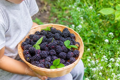 Preview: The child holds in his hands a wooden bowl with black raspberries in the garden in summer.