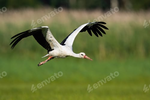 Preview: White stork flying above meadow with wings open in summer nature