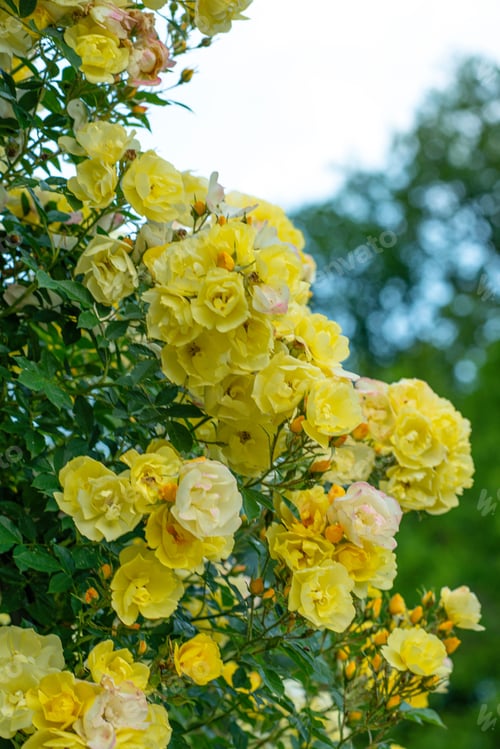 Preview: Selective focus of yellow Roses in a park