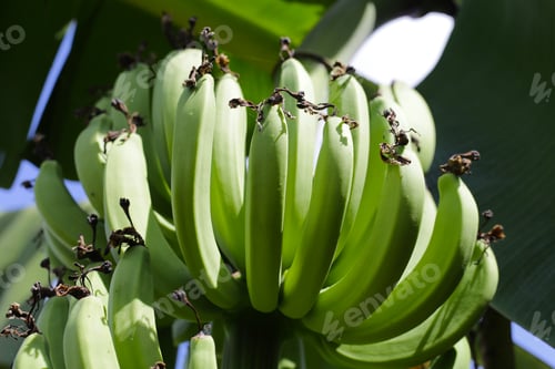 Preview: A bunch of green bananas ob tree