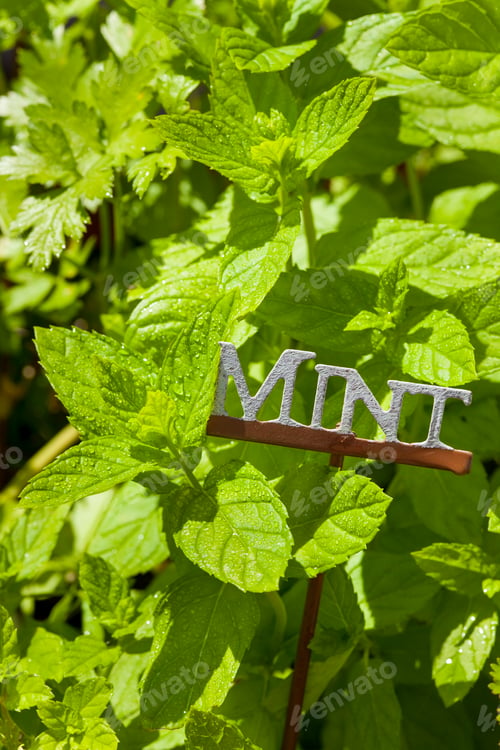 Preview: Fresh Green Herbal Mint Leaves