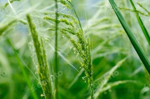 Preview: Flowering rice plant growing in the field