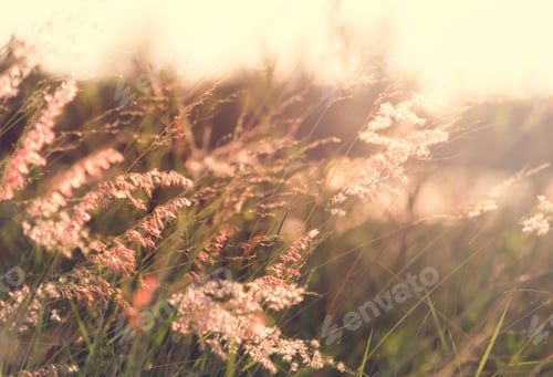 Preview: Wild grass growing in nature