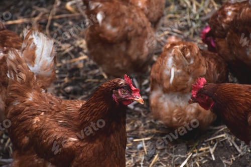 Preview: Brown free range free roaming chickens on a farm