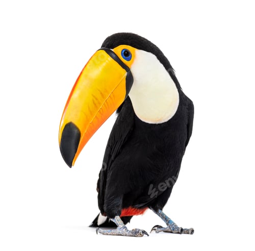 Preview: Toucan toco, Ramphastos toco, isolated on white