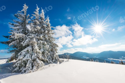 Preview: Fascinating sunny landscape of a winter forest