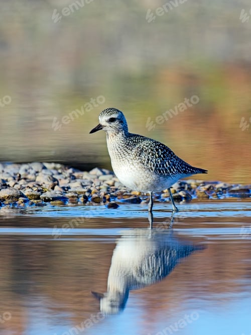 Preview: Portraiture of sandpiper in shallow water.