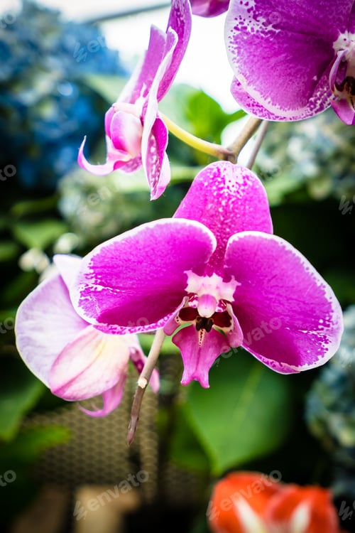 Preview: Colorful flower in the garden