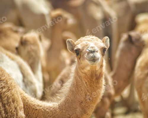 Preview: A beautiful cute young camel in the desert standing in the middle of a herd of wild camels