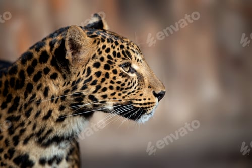 Preview: Close up leopard portrait