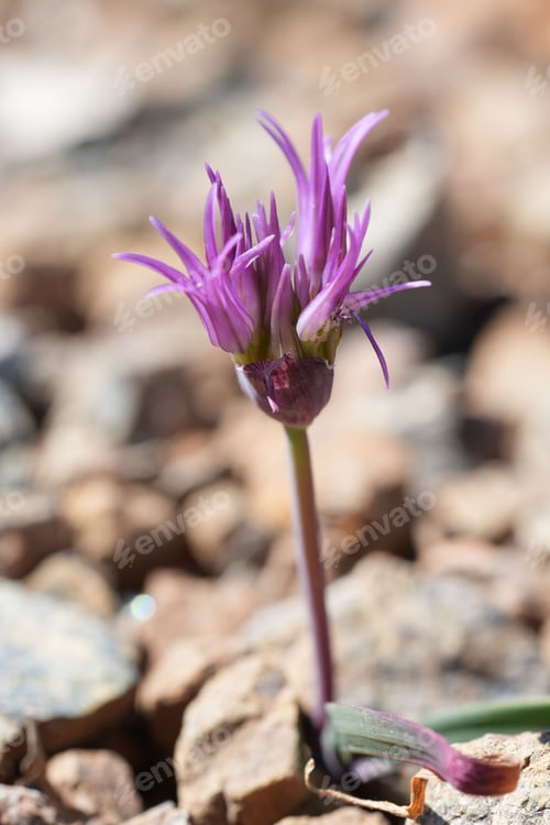 Preview: Vertical closeup on an emerging purple flower of the Allium falcifolium, Scytheleaf Onion
