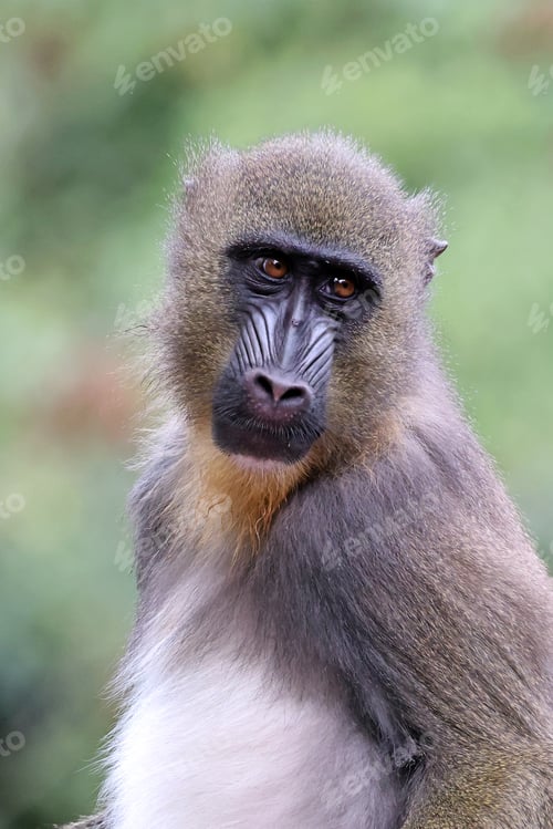 Preview: Close view of mandrill monkey (Mandrillus sphinx)