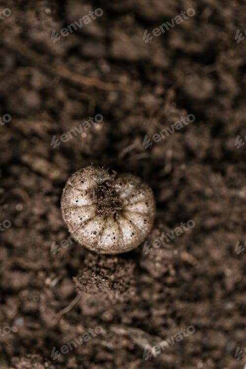 Preview: Winter pest insect pest Agrotis segetum