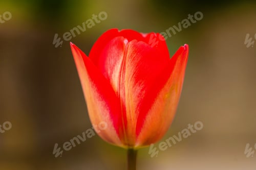 Preview: Red tulip flower. Easter or Valentine's day greeting card.