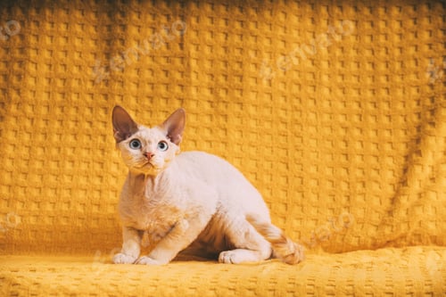 Preview: White Devon Rex Kitten Kitty. Short-haired Blue-eyed Cat Of English Breed On Yellow Plaid Background