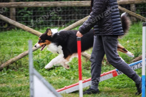 Preview: Australian Shepherd agility training