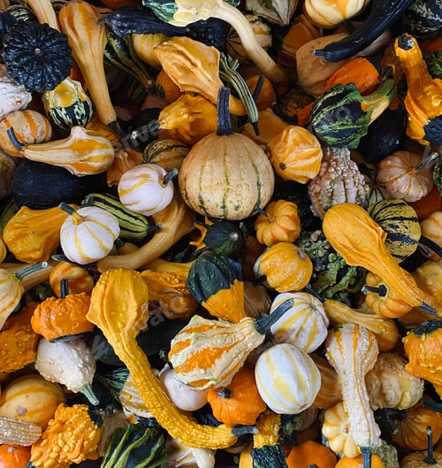 Preview: Pumpkin