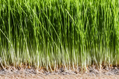 Preview: Wheatgrass details of the Roots, Seeds and Healthy Mature Sprout