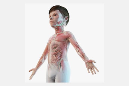 Preview: Detailed Pediatric Anatomy: Boy