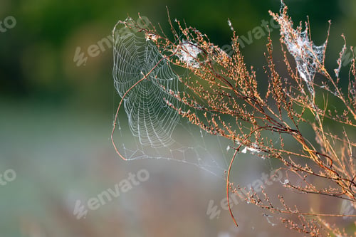 Preview: Web On Dry Grass