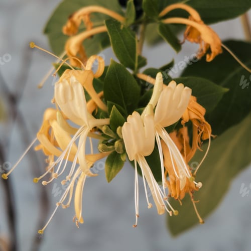 Preview: Selective focus shot of blooming Honeysuckle flowers