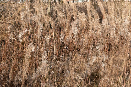 Preview: Dry reed against clear light blue sky on sunny day outdoors.