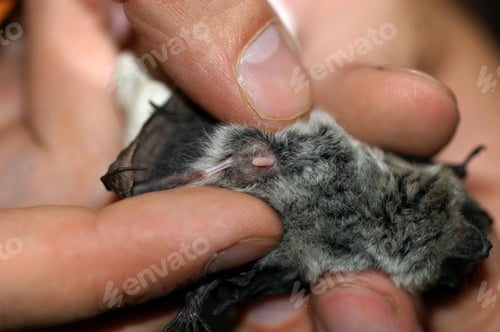 Preview: Chiropterologist holding and studying a bat in his hands