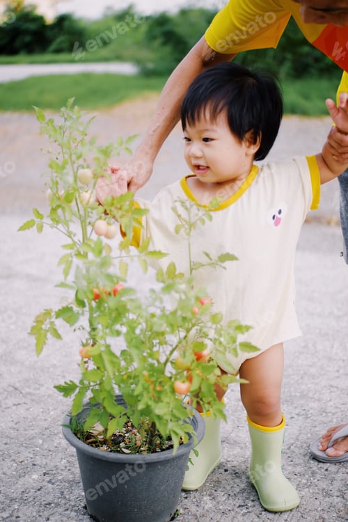 Preview: Tomato picking