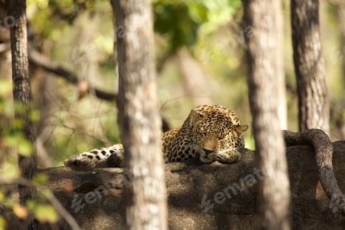 Preview: Leopard - Panthera pardus, Satpura National Park, Madhya Pradesh India
