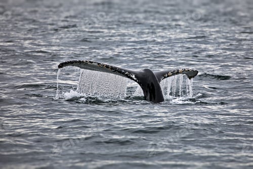 Preview: Whale tail in water in Antarctica