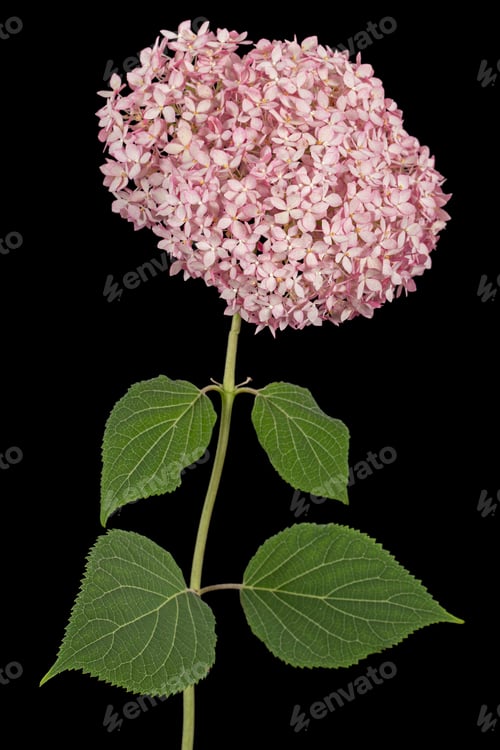 Preview: Inflorescence of the pink flowers of hydrangea close-up, isolated on black background