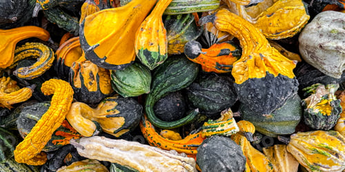 Preview: pumpkin harvest different types and varieties pumpkins food snack outdoor copy space food background
