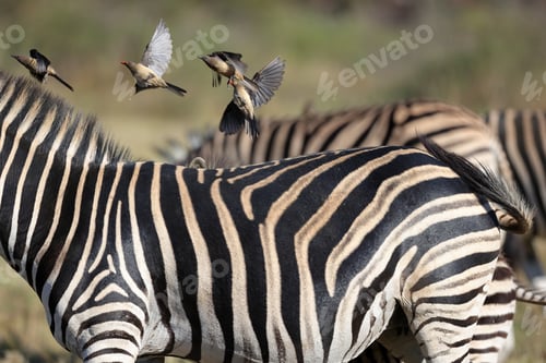 Preview: Red-billed oxpeckers flying off the zebra in the field on a sunny day
