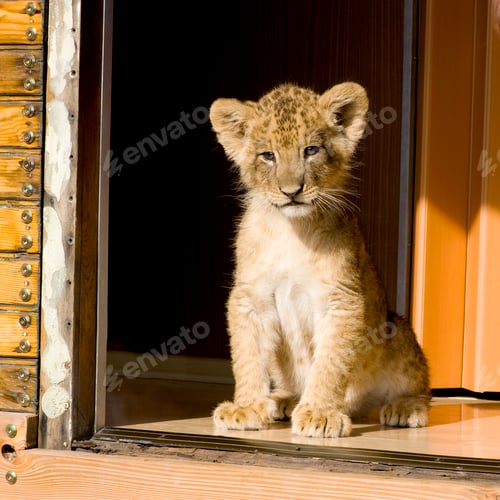 Preview: Lion Cub (7 weeks)