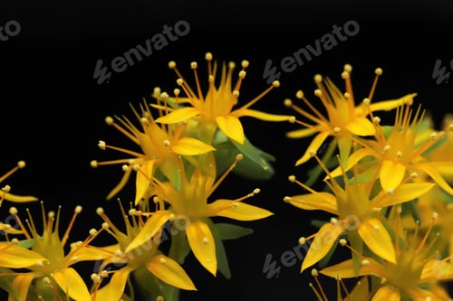 Preview: Close up goldmoss Stonecrop (Sedum acre) flower and leaves
