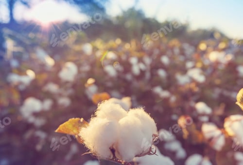 Preview: Cotton