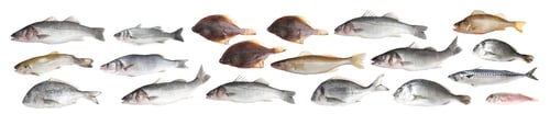 Preview: Different types of raw fish isolated on white, collage