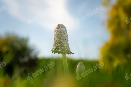Preview: Small Shaggy mane mushroom in the forest