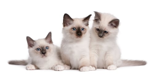 Preview: Birman Kittens, 2 months old, in front of white background