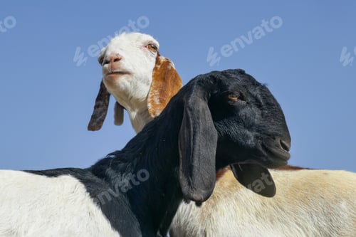 Preview: Indian goats against a clear blue sky