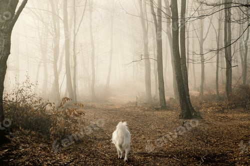 Preview: happy white dog playing in foggy forest in late autumn