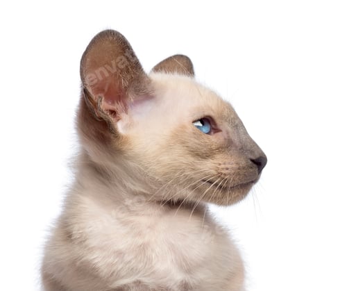 Preview: Close-up an Oriental Shorthair kitten, 9 weeks old, looking away against white background