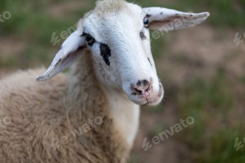 Preview: White sheep standing in a lush green grassy field, gazing into the horizon