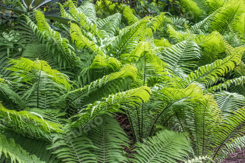 Preview: A Macro Shot Of Delicate Ferns In The Pacific Northwest. Background Or Texture.