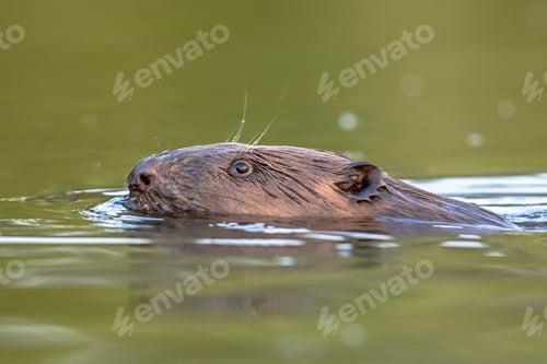 Preview: European beaver head swimming