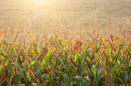 Preview: Backlit Maize field at evening sunset time